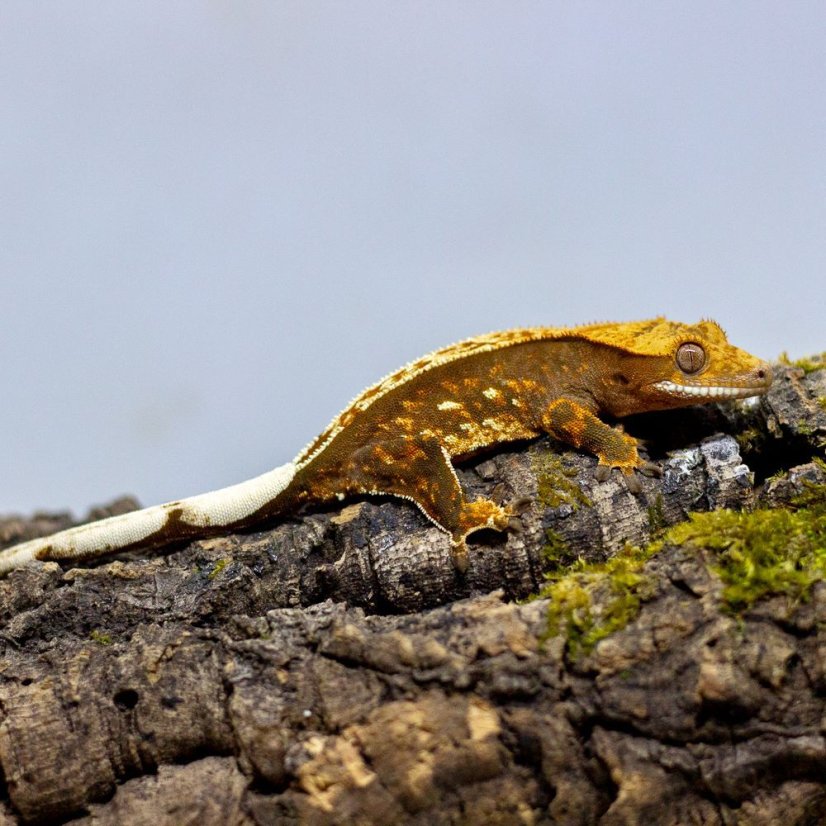 Pagekón riasnatý - XP092 (Correlophus ciliatus, samček)