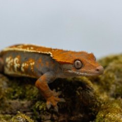 CAPPUCINO - Pagekón řasnatý - XP229 (Correlophus ciliatus, samička)