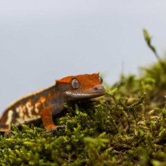 CAPPUCINO - Pagekón řasnatý - XP229 (Correlophus ciliatus, samička)