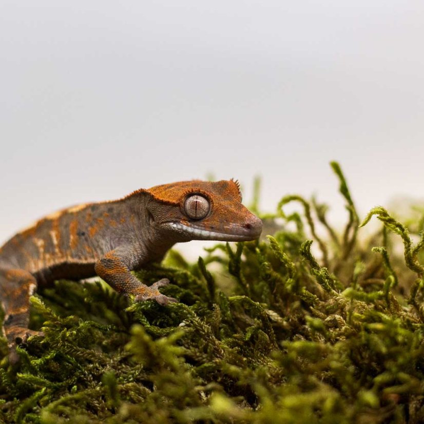 CAPPUCINO - Pagekón riasnatý - XP237 (Correlophus ciliatus, samička)