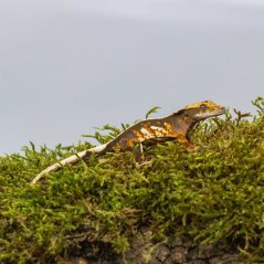 Pagekon řasnatý - XP238 (Correlophus ciliatus, sameček)