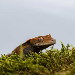 CAPPUCINO - Pagekón řasnatý - XP213 (Correlophus ciliatus, samička)