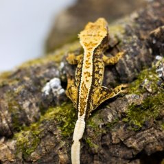 Pagekón riasnatý - XP093 (Correlophus ciliatus, samček)