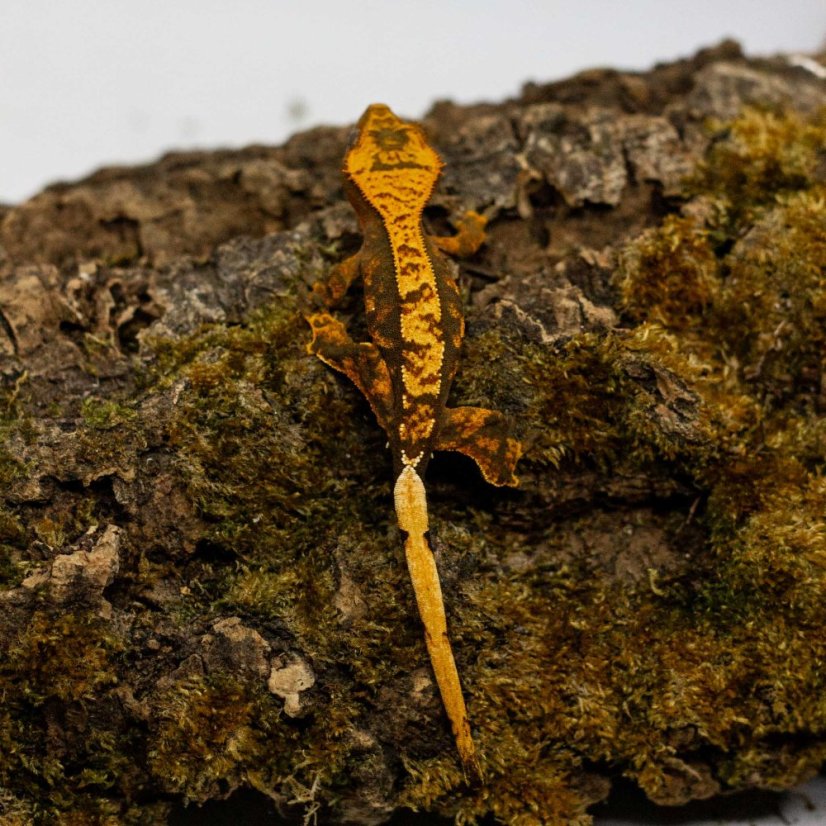 Pagekón riasnatý - XP253 (Correlophus ciliatus, samec)