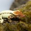 FRAPPUCINO - Pagekón řasnatý - XP239 (Correlophus ciliatus, samička)