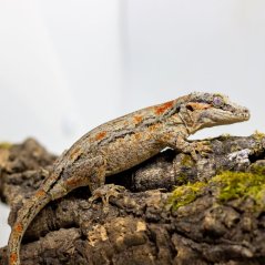 Pagekón hrbolkohlavý - H002 (Rhacodactylus auriculatus, samička)