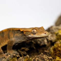 CAPPUCINO - Pagekón riasnatý - XP213 (Correlophus ciliatus, samička)