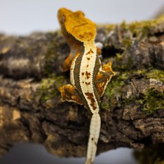 Pagekón riasnatý - XP078 (Correlophus ciliatus, samček)