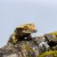 Pagekón riasnatý - XP122 (Correlophus ciliatus, samček)