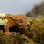 FRAPPUCINO - Pagekón řasnatý - XP214 (Correlophus ciliatus, samička)