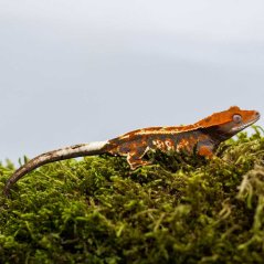 CAPPUCINO - Pagekón řasnatý - XP229 (Correlophus ciliatus, samička)