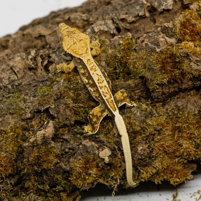 Pagekón řasnatý - XP260 (Correlophus ciliatus, samička)