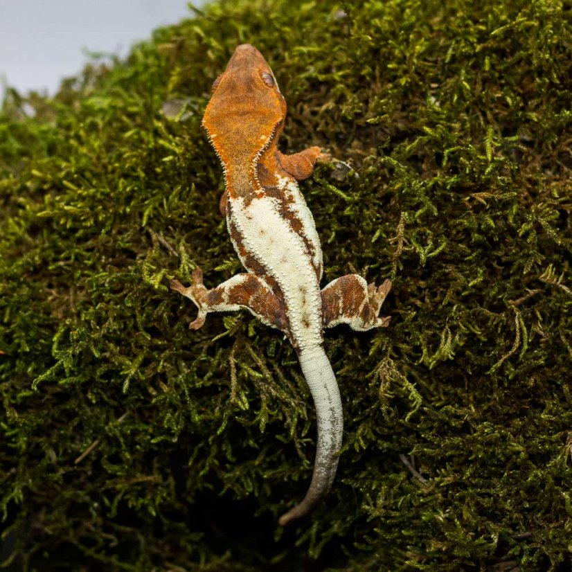 FRAPPUCINO - Pagekón riasnatý - XP214 (Correlophus ciliatus, samička)