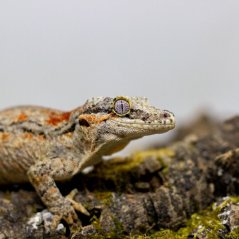 Pagekón hrbolkohlavý - H002 (Rhacodactylus auriculatus, samička)