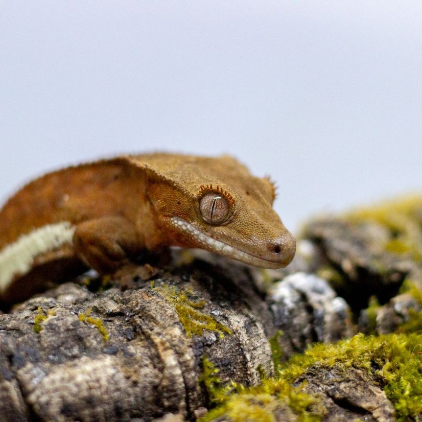 Pagekón riasnatý - XP105 (Correlophus ciliatus, samček)