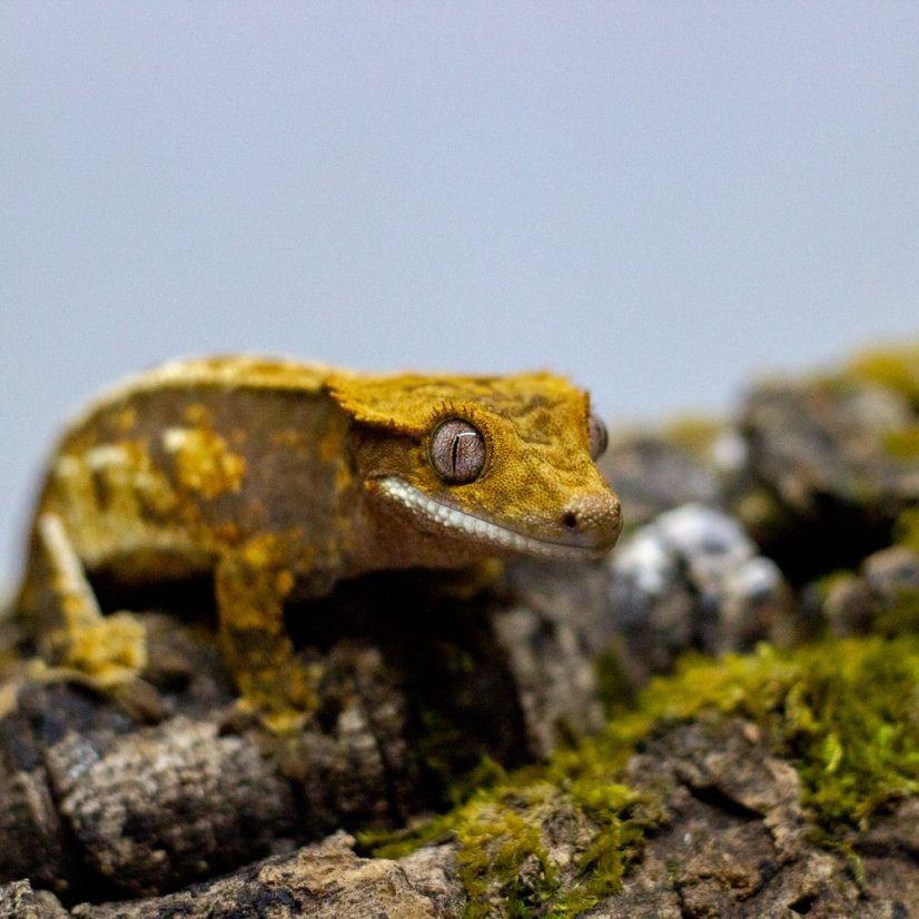 Pagekón riasnatý - XP123 (Correlophus ciliatus, samček)