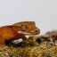 DALMATIAN - Pagekón řasnatý - XP263 (Correlophus ciliatus, samička)