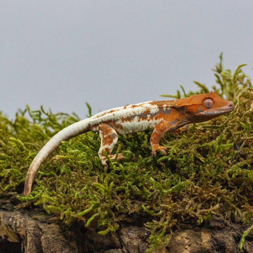 FRAPPUCINO - Pagekón riasnatý - XP243 (Correlophus ciliatus, samček)