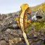 Pagekón riasnatý - XP113 (Correlophus ciliatus, samček)