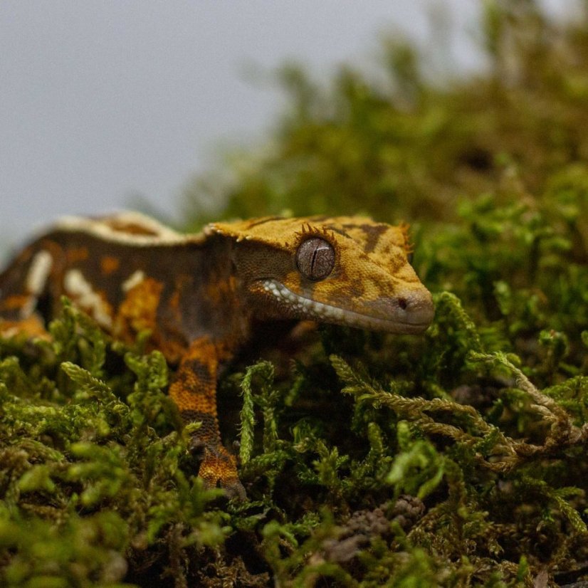 Pagekon řasnatý - XP238 (Correlophus ciliatus, sameček)