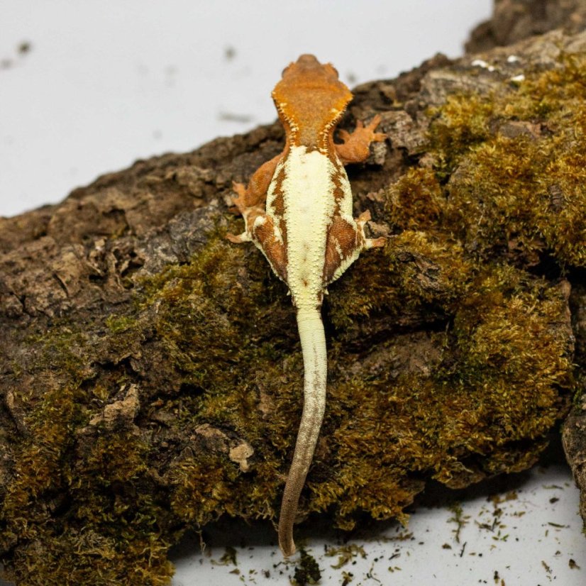 FRAPPUCINO - Pagekón riasnatý - XP214 (Correlophus ciliatus, samička)