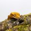 Pagekón riasnatý - XP085 (Correlophus ciliatus, samček)