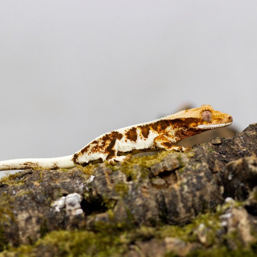 Pagekón riasnatý - XP101 (Correlophus ciliatus, samček)