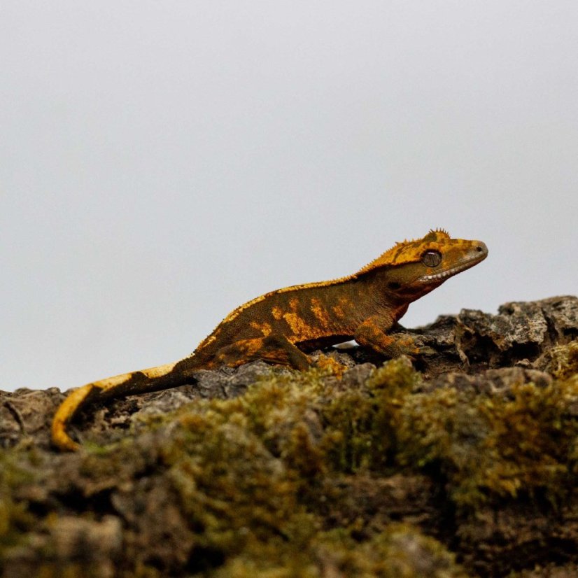 Pagekón riasnatý - XP253 (Correlophus ciliatus, samec)