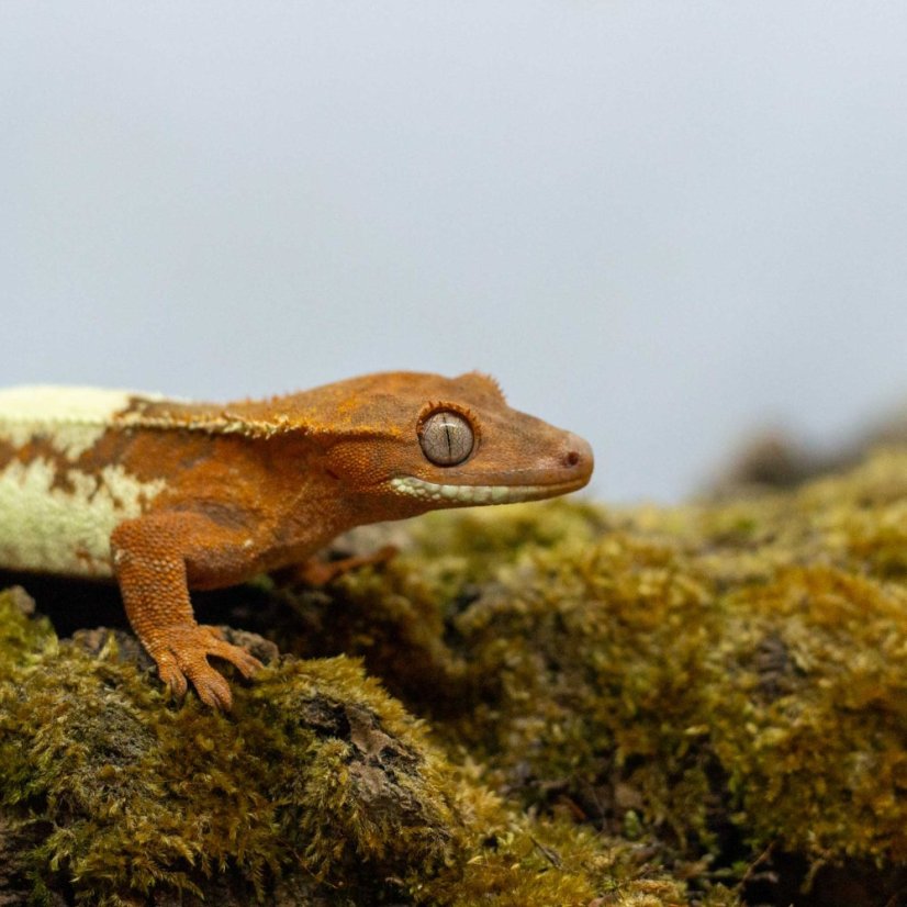 FRAPPUCINO - Pagekón řasnatý - XP214 (Correlophus ciliatus, samička)