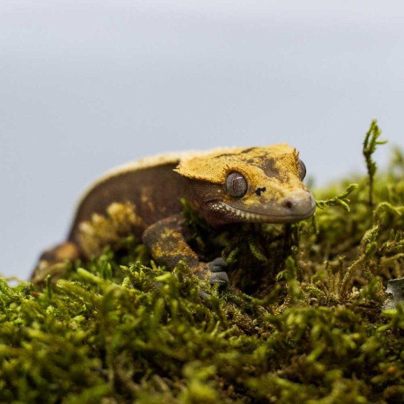 Pagekón riasnatý - XP190 (Correlophus ciliatus, samička)