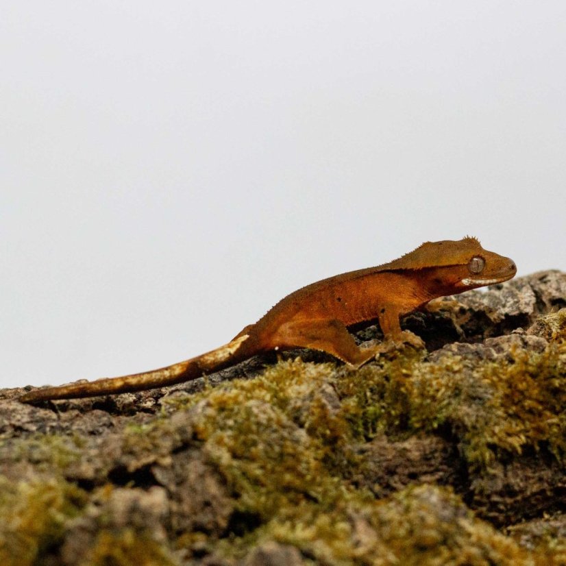 DALMATIAN - Pagekón řasnatý - XP263 (Correlophus ciliatus, samička)