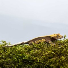 Pagekón řasnatý - XP190 (Correlophus ciliatus, samička)