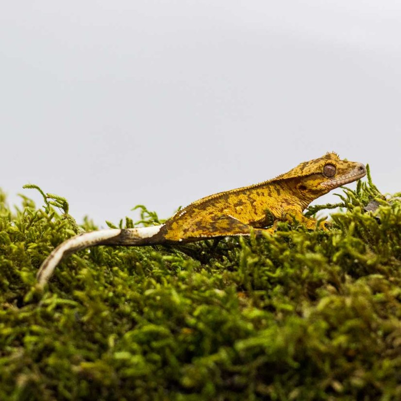 Pagekón riasnatý - XP235 (Correlophus ciliatus, samček)