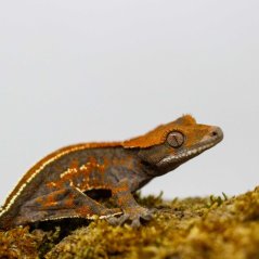 CAPPUCINO - Pagekón řasnatý - XP257 (Correlophus ciliatus, samec)