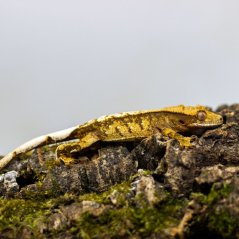 Pagekón riasnatý - XP095 (Correlophus ciliatus, samček)