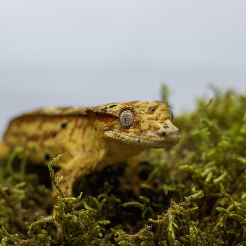 Pagekón riasnatý - XP179 (Correlophus ciliatus, samček)
