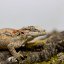 Pagekón hrbolkohlavý - H002 (Rhacodactylus auriculatus, samička)