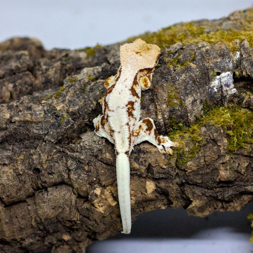 Pagekón riasnatý - XP127 (Correlophus ciliatus, samček)