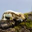 Pagekón riasnatý - XP099 (Correlophus ciliatus, samček)