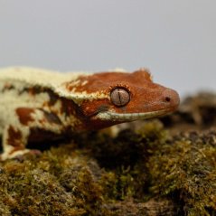 FRAPPUCINO - Pagekón řasnatý - XP239 (Correlophus ciliatus, samička)