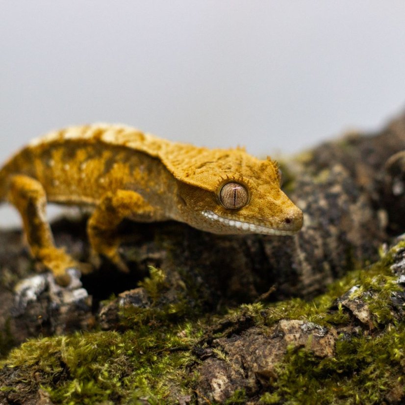 Pagekón riasnatý - XP076 (Correlophus ciliatus, samička)