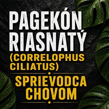 Pagekón riasnatý (Correlophus ciliatus) - sprievodca chovom