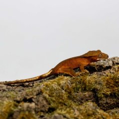 DALMATIAN - Pagekón řasnatý - XP263 (Correlophus ciliatus, samička)
