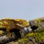 Pagekón riasnatý - XP123 (Correlophus ciliatus, samček)