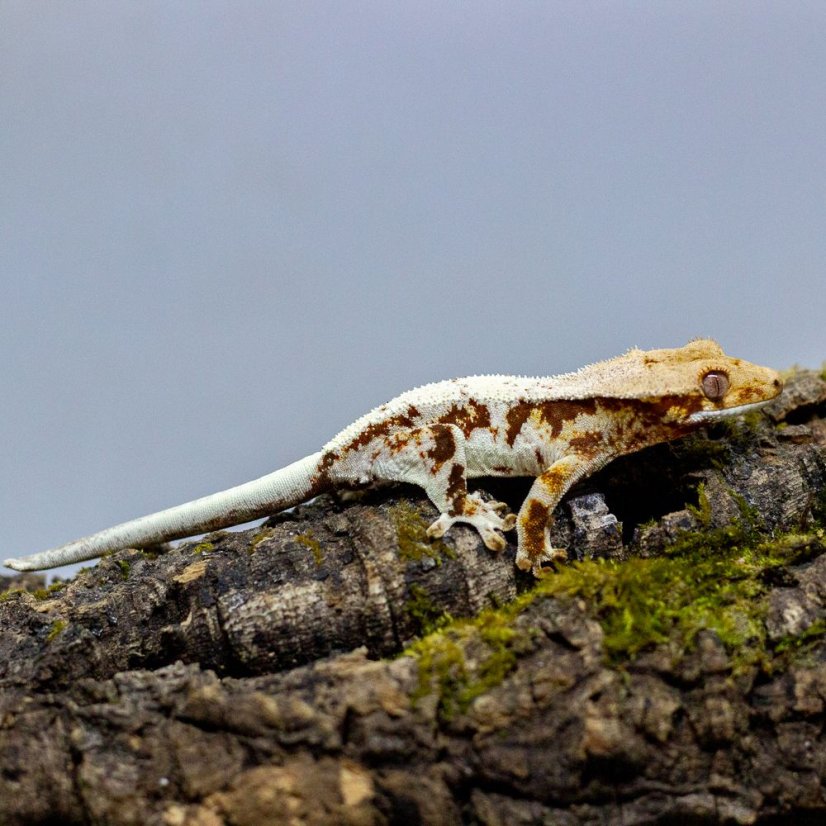 Pagekón riasnatý - XP127 (Correlophus ciliatus, samček)