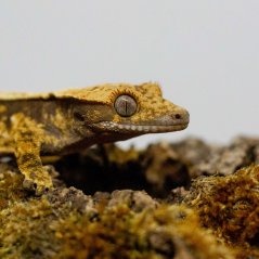 Pagekón riasnatý - XP260 (Correlophus ciliatus, samička)