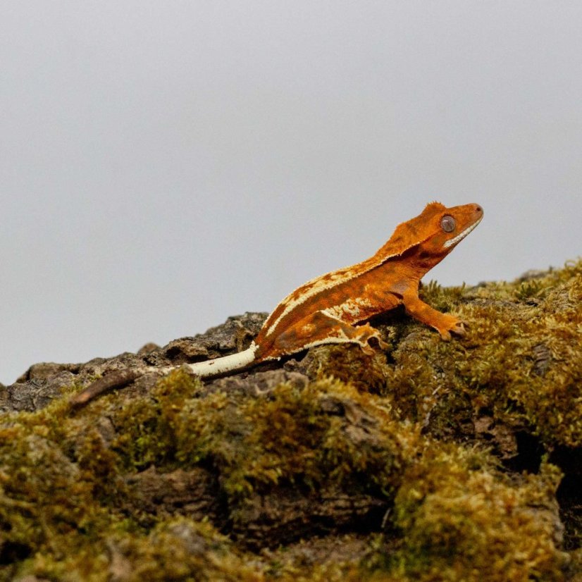 CAPPUCINO - Pagekón řasnatý - XP258 (Correlophus ciliatus, samička)