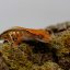 CAPPUCINO - Pagekón riasnatý - XP256 (Correlophus ciliatus, samička)