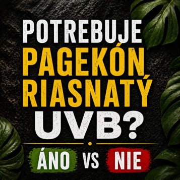 Potrebuje pagekón riasnatý UVB? (ÁNO vs NIE + návod pre chov)