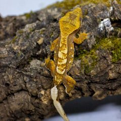 Pagekón riasnatý - XP131 (Correlophus ciliatus, samček)